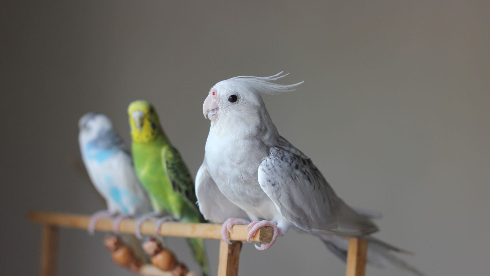 Calopsita e dois periquitos australianos num poleiro de casa